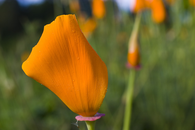 Dewdrops On California Poppy